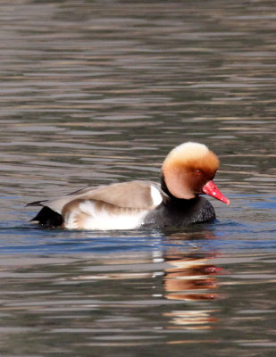 BIRD - DUCK - RED-CRESTED POCHARD - CAO HAI WETLANDS PARK NEAR LIJIANG YUNNAN CHINA (1).jpg