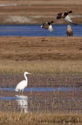 BIRD - EGRET - GREAT EGRET - NAPAHAI WETLANDS YUNNAN CHINA (6).JPG