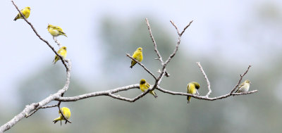 BIRD - SISKIN - TIBETAN SISKIN - WULIANGSHAN NATURE RESERVE YUNNAN CHINA (3).JPG