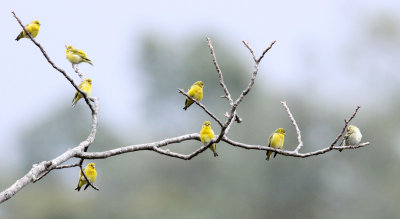 BIRD - SISKIN - TIBETAN SISKIN - WULIANGSHAN NATURE RESERVE YUNNAN CHINA (5).JPG