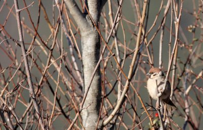 BIRD - SPARROW - EURASIAN TREE SPARROW - LIJIANG REGION - YUNNAN HIGHLANDS (6).JPG