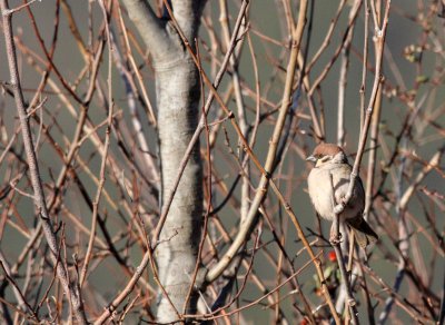 BIRD - SPARROW - EURASIAN TREE SPARROW - LIJIANG REGION - YUNNAN HIGHLANDS (8).JPG