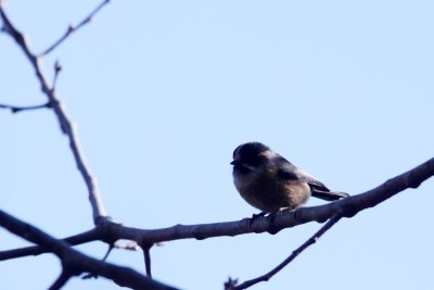 BIRD - TIT - BLACK-BROWED TIT - LIJIANG HIGHLANDS YUNNAN CHINA (3).JPG