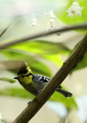 BIRD - TIT - YELLOW-CHEEKED TIT - WULIANGSHAN NATURE RESERVE YUNNAN CHINA (10).JPG