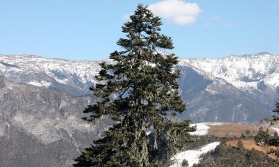 YUNNAN - JADE DRAGON SNOW MOUNTAIN AND SURROUNDING RANGES - PINE, FIR AND SPRUCE COMMUNITIES (14).JPG