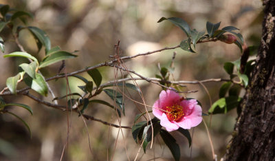 YUNNAN - LIJIANG HIGHLANDS - CAMELIA SPECIES - WILD TYPE - HIGHLANDS OUTSIDE OF TOWN (1).JPG