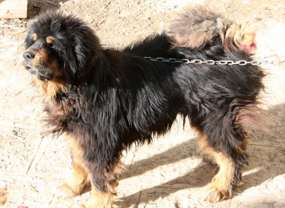 CANID - DOG - TIBETAN DOG - SONGZANLIN TEMPLE SHANGRI LA YUNNAN (3).JPG