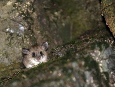 Indomalayan Tree Mouse - Chiropodomys gliroides - WULIANGSHAN NATURE RESERVE YUNNAN CHINA (11).JPG