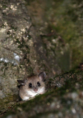 Indomalayan Tree Mouse - Chiropodomys gliroides - WULIANGSHAN NATURE RESERVE YUNNAN CHINA (8).JPG