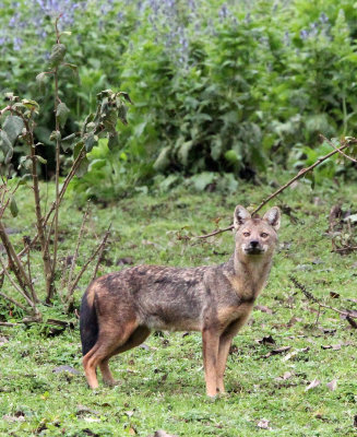 CANID - JACKAL - MYSTERY CANID - BALE MOUNTAINS NATIONAL PARK ETHIOPIA HARENNA FOREST (17).JPG