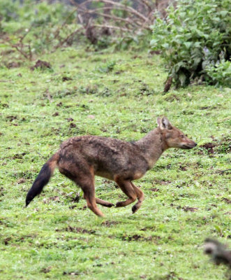 CANID - JACKAL - MYSTERY CANID - BALE MOUNTAINS NATIONAL PARK ETHIOPIA HARENNA FOREST (5).JPG