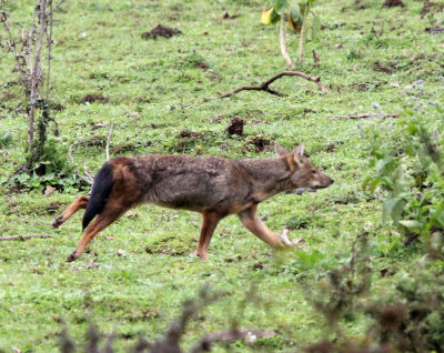 CANID - JACKAL - MYSTERY CANID - BALE MOUNTAINS NATIONAL PARK ETHIOPIA HARENNA FOREST (8).JPG