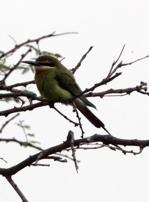 BIRD - BEE-EATER - MADAGASCAR BEE-EATER - AWASH NATIONAL PARK ETHIOPIA (1).JPG