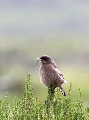 BIRD - CHAT - Moorland Chat (Cercomela sordida) - BALE MOUNTAINS NATIONAL PARK ETHIOPIA (1).JPG