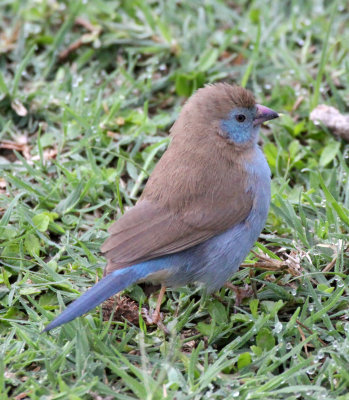 BIRD - CORDON BLEU - RED-CHEEKED CORDON BLEU - ABIATA-SHALLA NATIONAL PARK ETHIOPIA (2).JPG