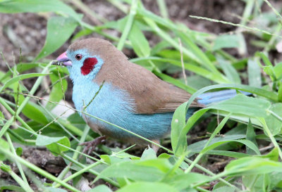 BIRD - CORDON BLEU - RED-CHEEKED CORDON-BLEU - LANGANO LAKE ETHIOPIA (4).JPG