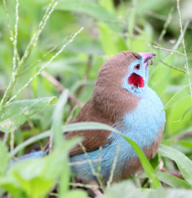 BIRD - CORDON BLEU - RED-CHEEKED CORDON-BLEU - LANGANO LAKE ETHIOPIA (6).JPG