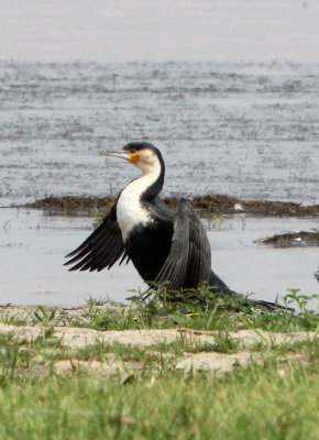 BIRD - CORMORANT - GREAT CORMORANT - LANGANO LAKE ETHIOPIA (2).JPG
