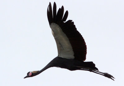BIRD - CRANE - BLACK CROWNED CRANE - DEBRE ZEIT ETHIOPIA (1).JPG