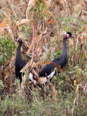 BIRD - CRANE - BLACK CROWNED CRANE - DEBRE ZEIT ETHIOPIA (13).JPG