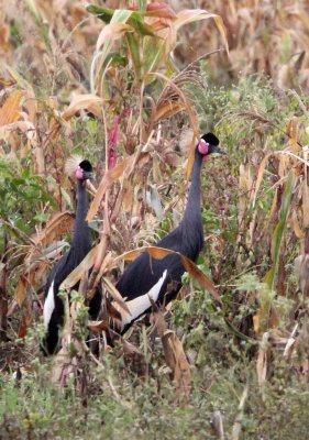 BIRD - CRANE - BLACK CROWNED CRANE - DEBRE ZEIT ETHIOPIA (16).JPG