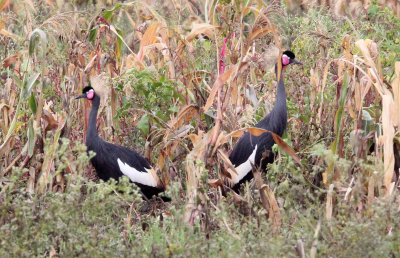 BIRD - CRANE - BLACK CROWNED CRANE - DEBRE ZEIT ETHIOPIA (19).JPG