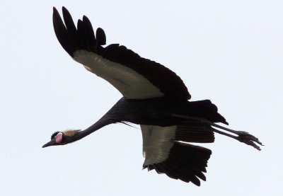 BIRD - CRANE - BLACK CROWNED CRANE - DEBRE ZEIT ETHIOPIA (3).JPG