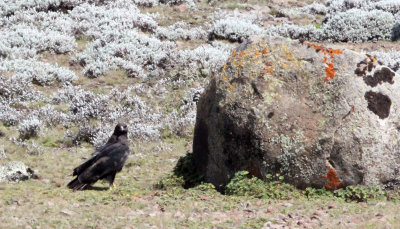 BIRD - EAGLE - GREATER SPOTTED EAGLE - BALE MOUNTAINS NATIONAL PARK ETHIOPIA (2).JPG