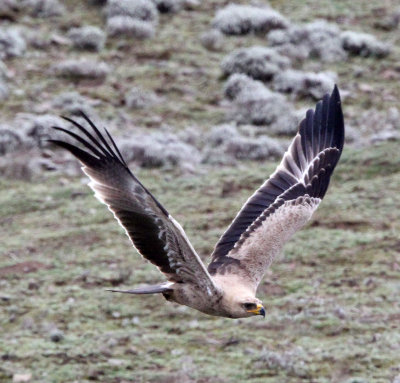 BIRD - EAGLE - STEPPE EAGLE - BALE MOUNTAINS NATIONAL PARK ETHIOPIA (1).JPG