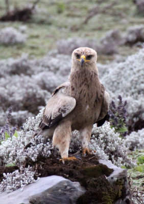 BIRD - EAGLE - STEPPE EAGLE - BALE MOUNTAINS NATIONAL PARK ETHIOPIA (10).JPG