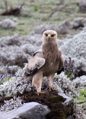 BIRD - EAGLE - STEPPE EAGLE - BALE MOUNTAINS NATIONAL PARK ETHIOPIA (12).JPG