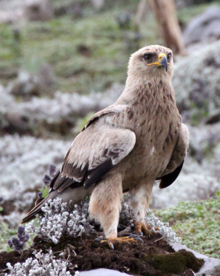 BIRD - EAGLE - STEPPE EAGLE - BALE MOUNTAINS NATIONAL PARK ETHIOPIA (17).JPG