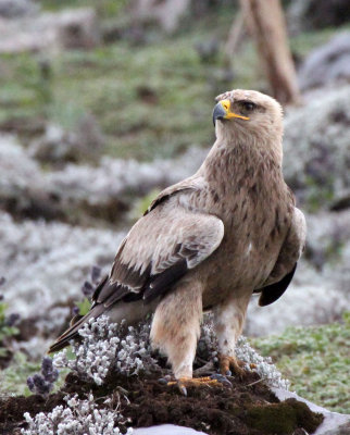 BIRD - EAGLE - STEPPE EAGLE - BALE MOUNTAINS NATIONAL PARK ETHIOPIA (21).JPG