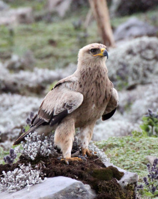 BIRD - EAGLE - STEPPE EAGLE - BALE MOUNTAINS NATIONAL PARK ETHIOPIA (23).JPG