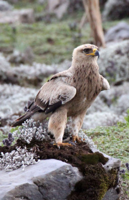BIRD - EAGLE - STEPPE EAGLE - BALE MOUNTAINS NATIONAL PARK ETHIOPIA (24).JPG