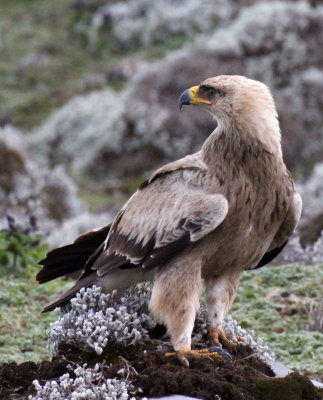 BIRD - EAGLE - STEPPE EAGLE - BALE MOUNTAINS NATIONAL PARK ETHIOPIA (28).JPG