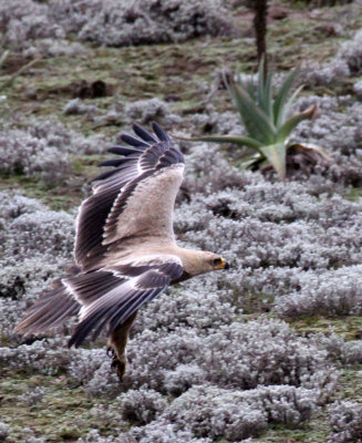 BIRD - EAGLE - STEPPE EAGLE - BALE MOUNTAINS NATIONAL PARK ETHIOPIA (7).JPG