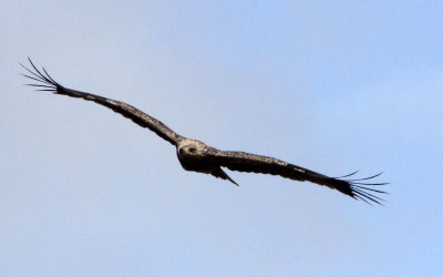 BIRD - EAGLE - TAWNY EAGLE - BALE MOUNTAINS NATIONAL PARK ETHIOPIA (1).JPG