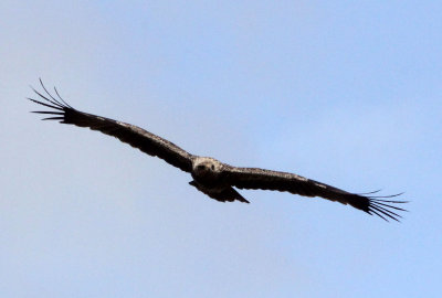 BIRD - EAGLE - TAWNY EAGLE - BALE MOUNTAINS NATIONAL PARK ETHIOPIA (2).JPG
