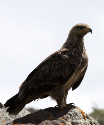 BIRD - EAGLE - TAWNY EAGLE - BALE MOUNTAINS NATIONAL PARK ETHIOPIA (22).JPG