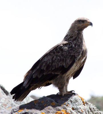 BIRD - EAGLE - TAWNY EAGLE - BALE MOUNTAINS NATIONAL PARK ETHIOPIA (23).JPG