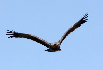 BIRD - EAGLE - TAWNY EAGLE - BALE MOUNTAINS NATIONAL PARK ETHIOPIA (4).JPG
