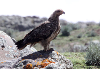 BIRD - EAGLE - TAWNY EAGLE - BALE MOUNTAINS NATIONAL PARK ETHIOPIA (9).JPG