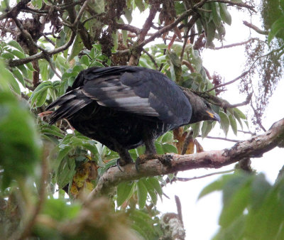 BIRD - EAGLE - VERREAUX'S EAGLE - BALE MOUNTAINS NATIONAL PARK ETHIOPIA.JPG