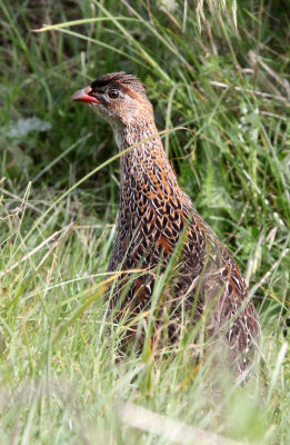 BIRD - FRANCOLIN - CHESTNUT-NAPED FRANCOLIN - BALE MOUNTAINS NATIONAL PARK ETHIOPIA (2).JPG