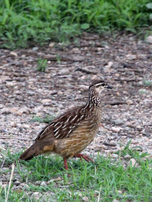 BIRD - FRANCOLIN - CRESTED FRANCOLIN - AWASH NATIONAL PARK ETHIOPIA (3).JPG