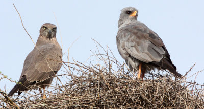 BIRD - GOSHAWK - DARK CHANTING GOSHAWK - AWASH NATIONALPARK ETHIOPIA (2).JPG