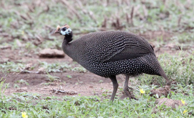 BIRD - GUINEAFOWL - HELMETED GUINEAFOWL - AWASH NATIONAL PARK ETHIOPIA (1).JPG