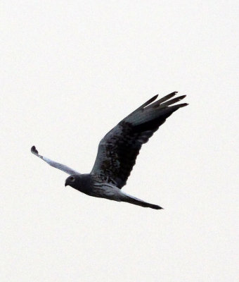 BIRD - HARRIER - MONTAGUES HARRIER - AWASH NATIONAL PARK ETHIOPIA (2).JPG