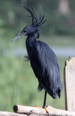 BIRD - HERON - BLACK HERON - LAKE AWASSA ETHIOPIA (6).JPG